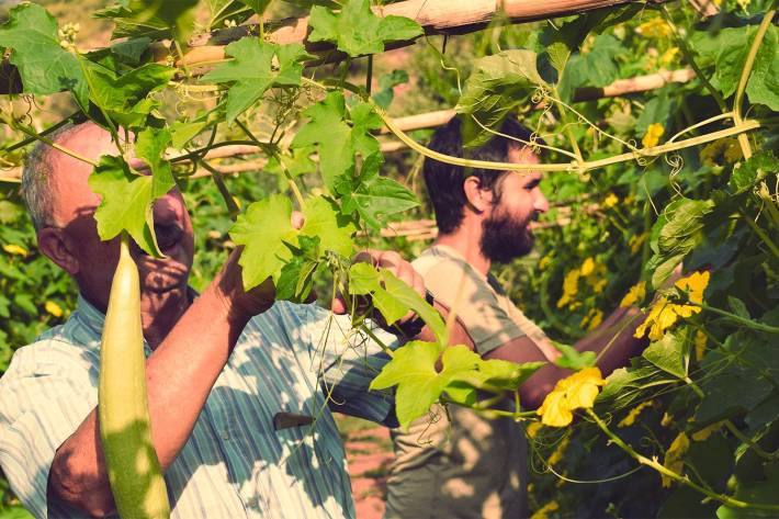 La alternativa al plstico para la higiene personal y domstica se cultiva en la Sierra de Espadn