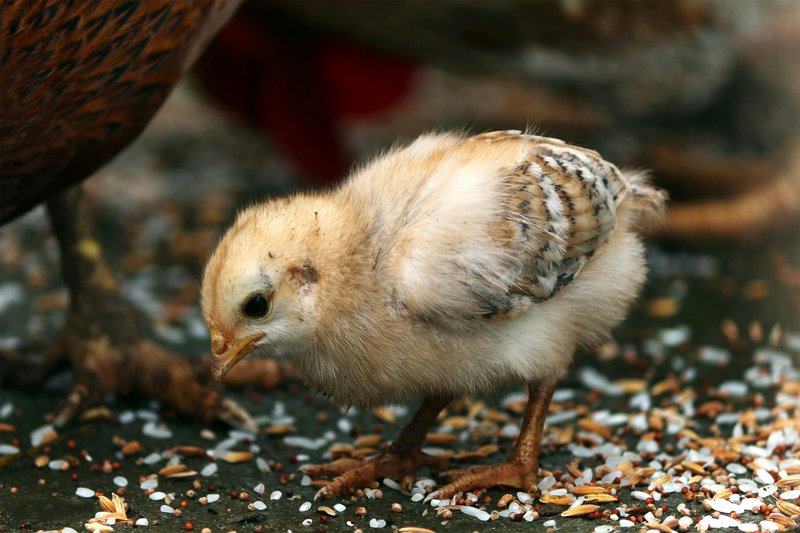 Qu alimento dar a tus aves de cra?