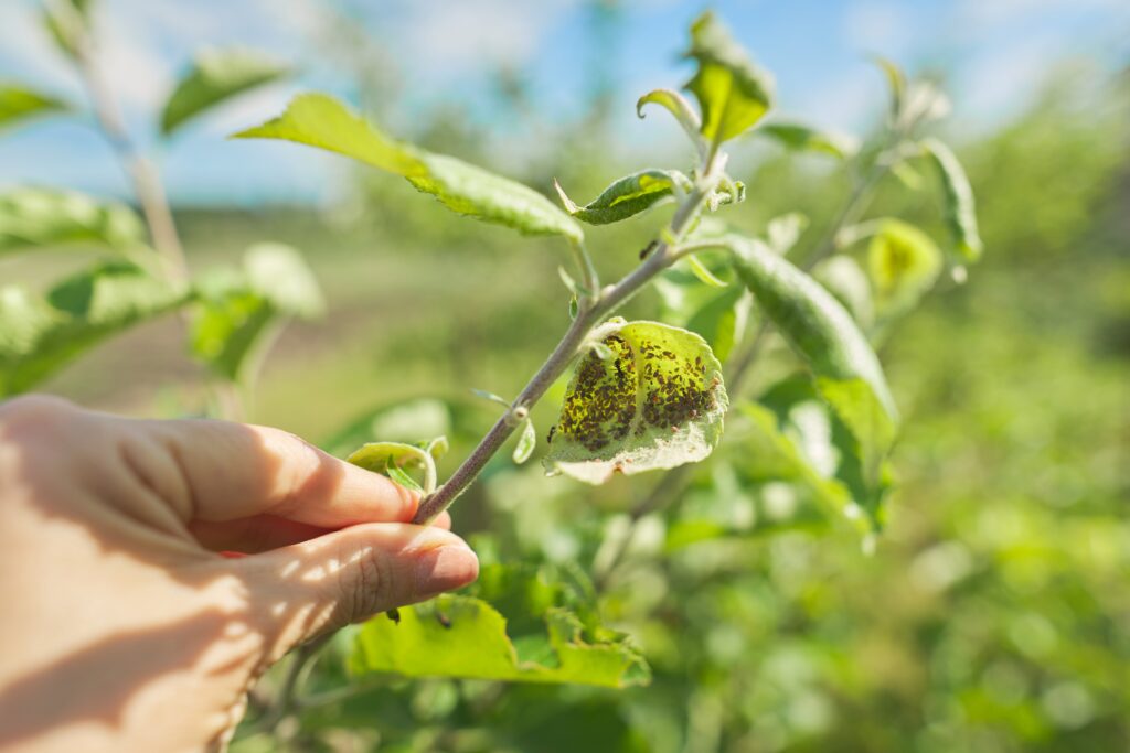 Agricultura Sostenible para Distribuidores y Técnicos del Sector