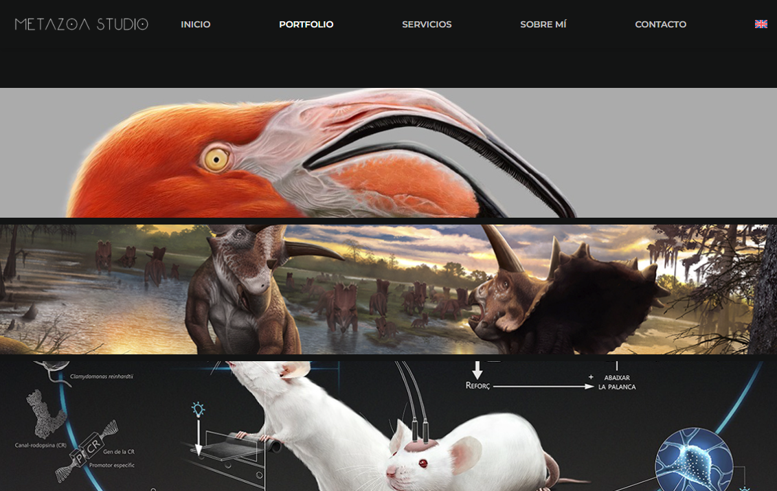 Metazoa Studio