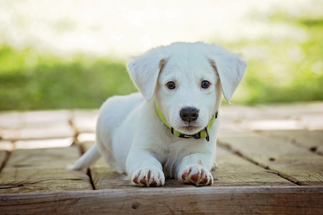Nombres para perros SL