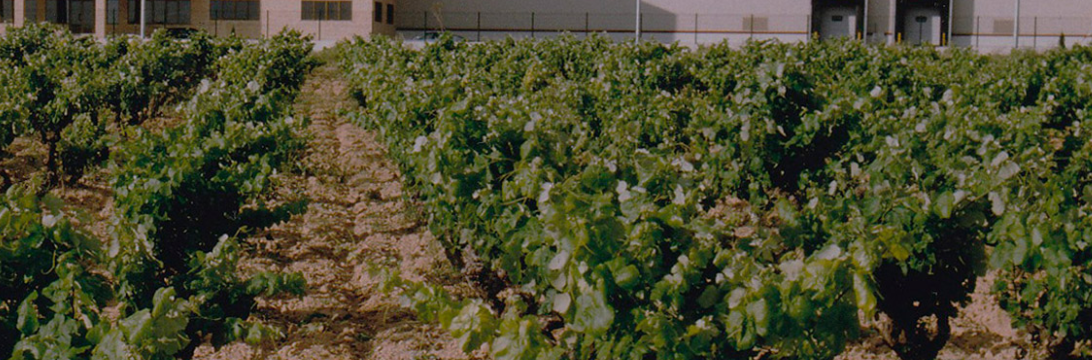 Bodegas Murviedro, S.A.