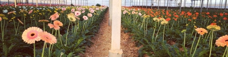 Cultivos Y Flores Horts S.L.